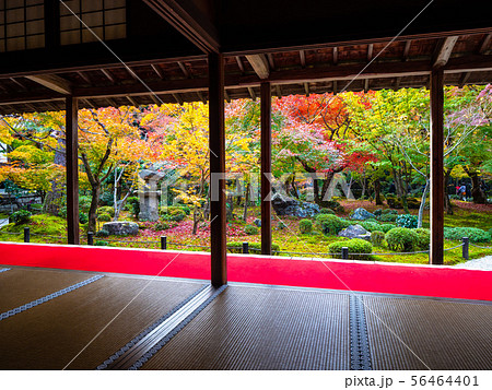 圓光寺の紅葉 56464401