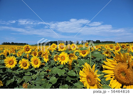 ひまわり（北海道北竜町・ひまわりの里） 56464816