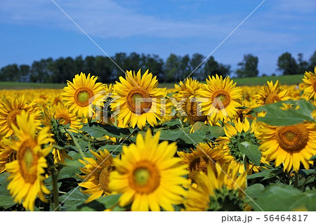 ひまわり（北海道北竜町・ひまわりの里） 56464817