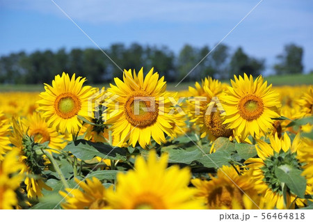 ひまわり（北海道北竜町・ひまわりの里） 56464818