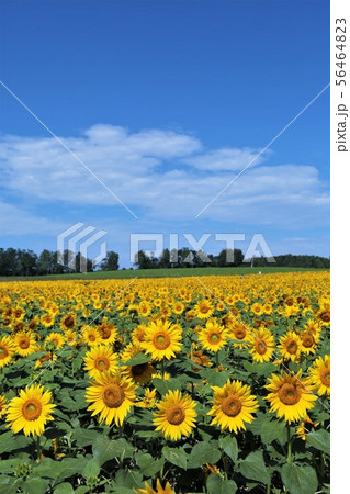 ひまわり（北海道北竜町・ひまわりの里） 56464823