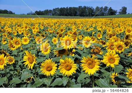 ひまわり（北海道北竜町・ひまわりの里） 56464826