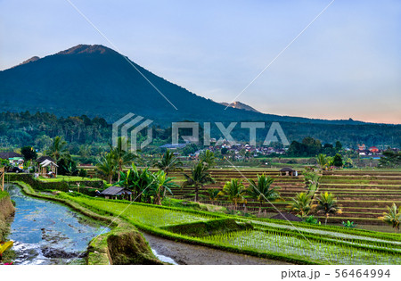 Jatiluwih Rice Terraces on Bali, Indonesia 56464994