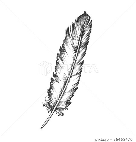 Decorative Bird Element Feather Monochrome Vector 56465476