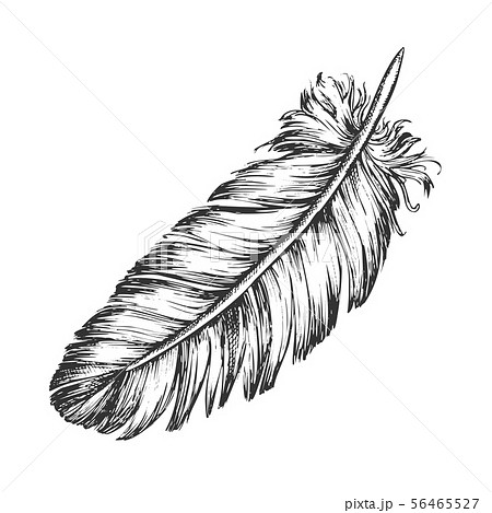 Lost Bird Outer Element Feather Sketch Vectorのイラスト素材
