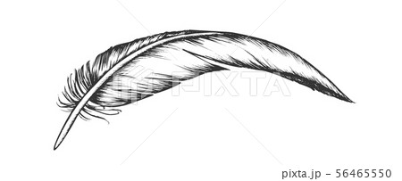 Lost Bird Outer Element Feather Vintage Vector 56465550