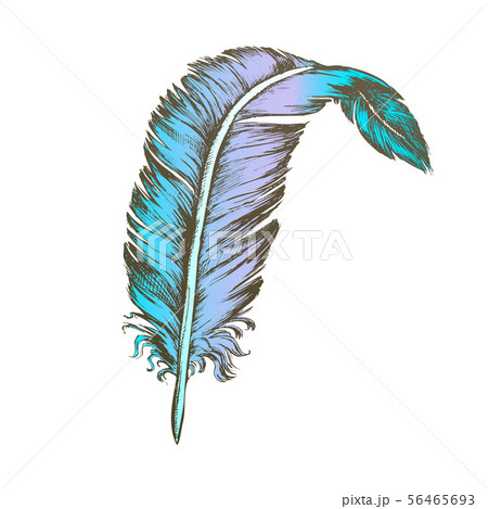 Color Decorative Bird Element Feather Vintage Vector Color Decorative Bird Element Feather Vintage Vector 56465693