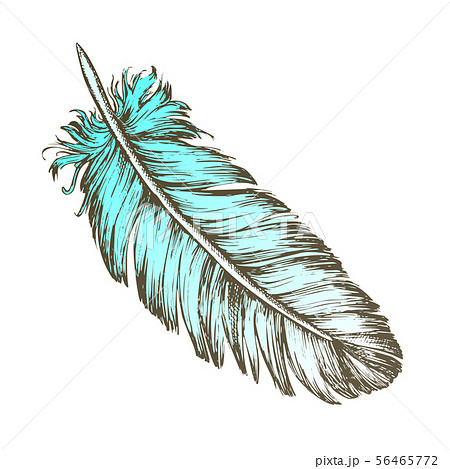 Color Lost Bird Outer Element Feather Sketch Vector Color Lost Bird Outer Element Feather Sketch Vector 56465772
