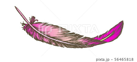 Color Lost Bird Outer Element Feather Hand Drawn Vector Color Lost Bird Outer Element Feather Hand Drawn Vector 56465818