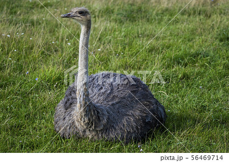 Ostrich. Photo of bird head and neck. Portrait of animal Ostrich. Photo of bird head and neck. Portrait of animal 56469714