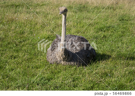 Ostrich. Photo of bird head and neck. Portrait of animal 56469866