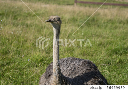 Ostrich. Photo of bird head and neck. Portrait of animal Ostrich. Photo of bird head and neck. Portrait of animal 56469989