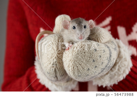 Woman's hands in mittens holding gray rat Woman's hands in mittens holding gray rat 56473988