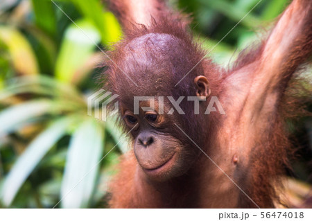 Portrait of young cute baby thoughtful orangutan with clever eyes in wet rainy day. Borneo. Portrait of young cute baby thoughtful orangutan with clever eyes in wet rainy day. Borneo. 56474018