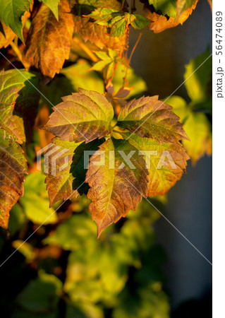 Ivy or vine branches in the garden 56474089
