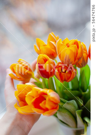 Spring tulips  in a vase near the window 56474766