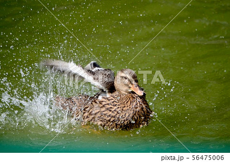 A duck in a pond flaps its wings splashing water.  56475006