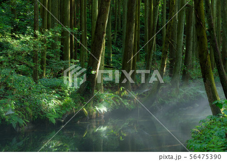 牛渡川 牛渡川 56475390