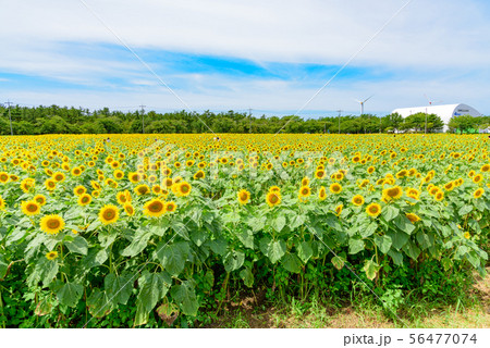 ひまわり畑 56477074