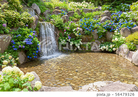 山中湖　花の都公園 56479326