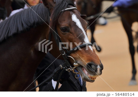競馬場の競走馬(サラブレッド) 競馬場の競走馬(サラブレッド) 56480514