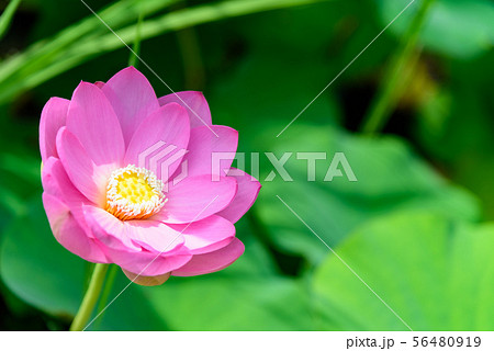 蓮の花 56480919
