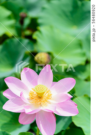 蓮の花 蓮の花 56480920