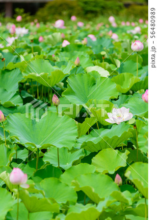 蓮の花 56480989