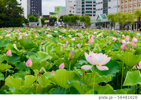 蓮の花 56481020