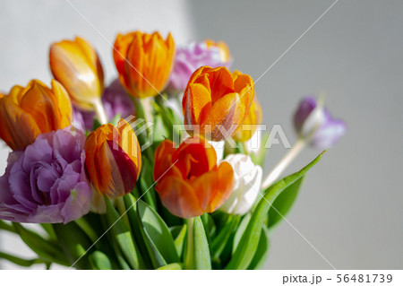 Bouquete of colorful spring tulips in a sunny day Bouquete of colorful spring tulips in a sunny day 56481739