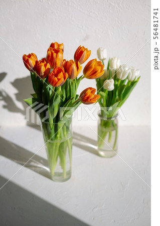 Two vases with spring orange and white tulips 56481741