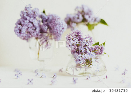 Purple spring lilac flowers still life on white 56481756