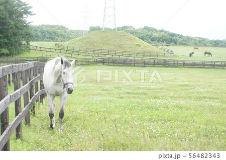 放牧中の白馬 56482343