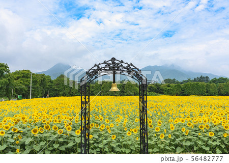 煙山ひまわりパーク 56482777