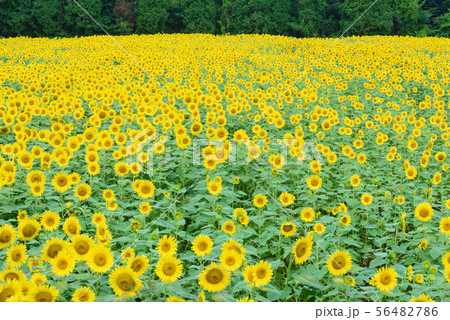煙山ひまわりパーク 56482786