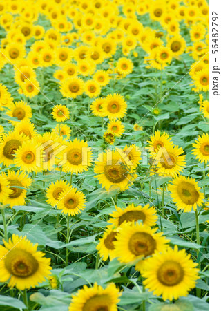 煙山ひまわりパーク 56482792