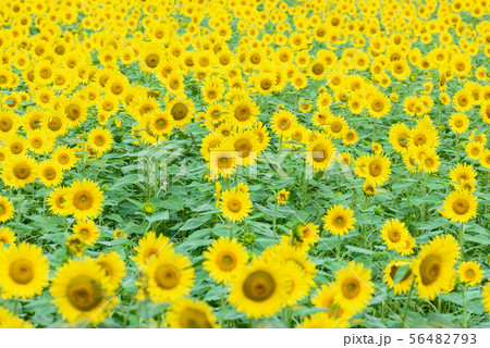 煙山ひまわりパーク 56482793