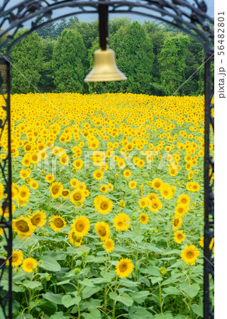 煙山ひまわりパーク 56482801