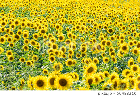 夕焼けのひまわり畑 夕焼けのひまわり畑 56483210