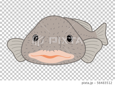 ブロブフィッシュ ニュウドウカジカ 深海魚 キャラクター ベクターイラスト 56483512