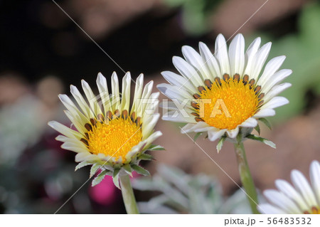 デージー デージー 56483532