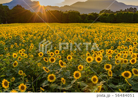 夕焼けのひまわり畑 56484051