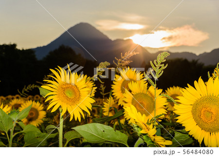夕焼けのひまわり畑 56484080