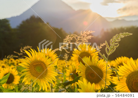 夕焼けのひまわり畑 夕焼けのひまわり畑 56484091