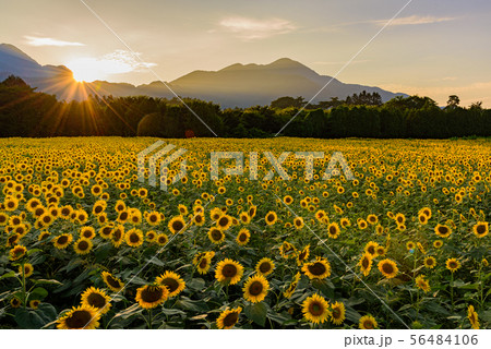 夕焼けのひまわり畑 56484106