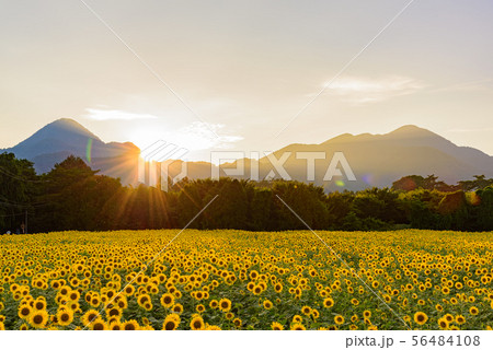 夕焼けのひまわり畑 56484108