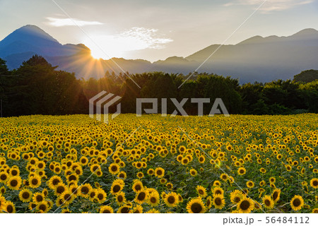 夕焼けのひまわり畑 夕焼けのひまわり畑 56484112