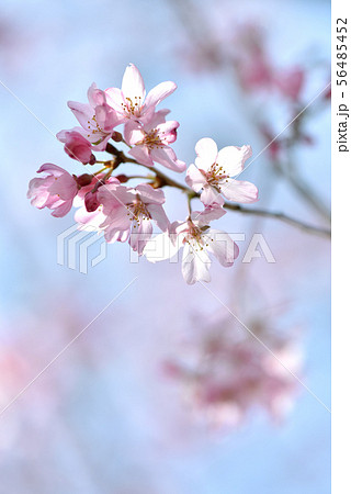 埼玉県入間市彩の森入間公園、青空に春の日差しを受けるしだれ桜を撮る 56485452