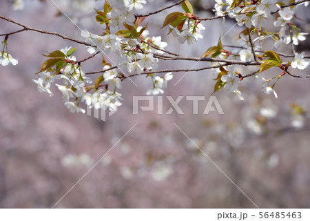 春の日差し注ぐ埼玉県入間市彩の森入間公園、しだれ桜をバックに大島桜を撮る 56485463