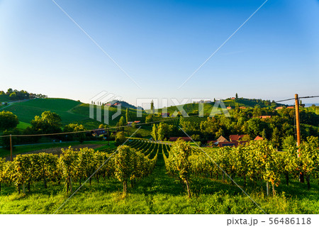 Austria Vineyards Sulztal wine street area south Austria Vineyards Sulztal wine street area south 56486118